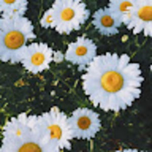 Meet your Posher, Genevieve